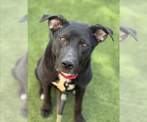 Labrador Retriever-Unknown Mix Dogs for adoption in Las Vegas, NV, USA