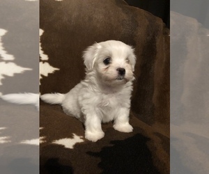Maltese Puppy for sale in ASHEVILLE, NC, USA