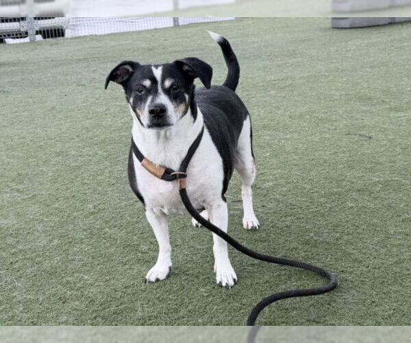 Medium Photo #1 Mutt Puppy For Sale in Martinez, CA, USA