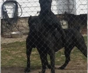 Cane Corso Puppy for sale in INDIANAPOLIS, IN, USA