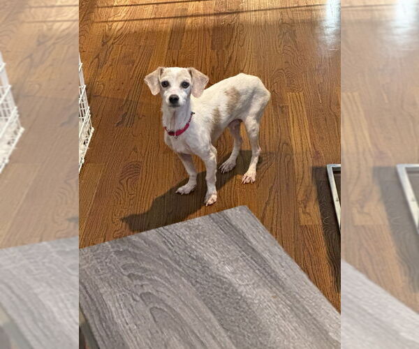 Medium Photo #6 Chiweenie Puppy For Sale in Brewster, NY, USA