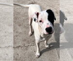Small #14 Staffordshire Bull Terrier Mix