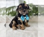 Small #1 Morkie