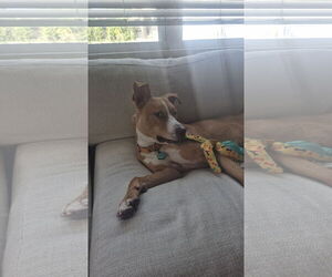 American Staffordshire Terrier-Labrador Retriever Mix Dogs for adoption in Tampa, FL, USA