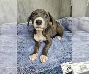American Staffordshire Terrier-Unknown Mix Dogs for adoption in San Antonio, TX, USA