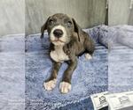 CAMILA - Female American Staffordshire Terrier-Unknown Mix Dog for Adoption - Small photo