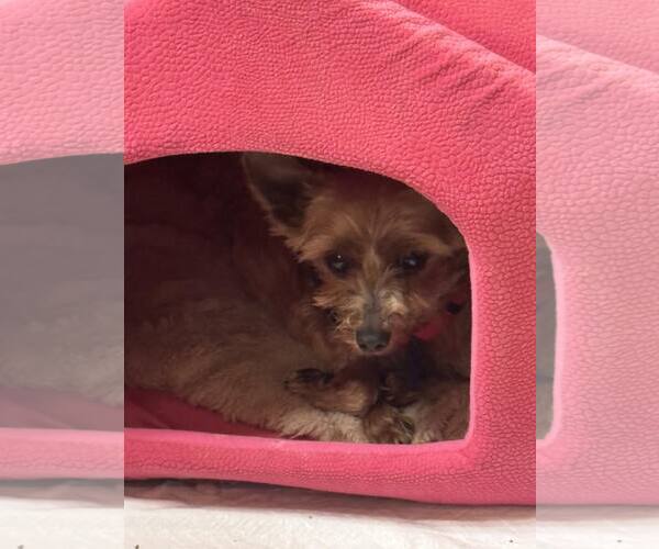 Medium Photo #1 Mutt Puppy For Sale in Mukwonago, WI, USA