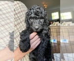 Small Photo #1 Goldendoodle Puppy For Sale in SAVANNAH, GA, USA