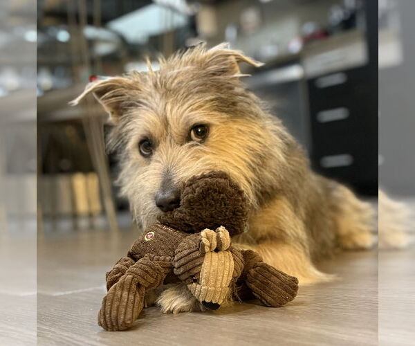 Medium Photo #3 Mutt Puppy For Sale in Marina Del Rey, CA, USA