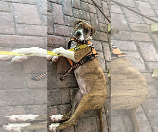 Medium Photo #17 Retriever -Unknown Mix Puppy For Sale in Holly Springs, NC, USA