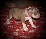 Small Photo #2 American Bully Puppy For Sale in COUNTRY CLUB HILLS, MO, USA
