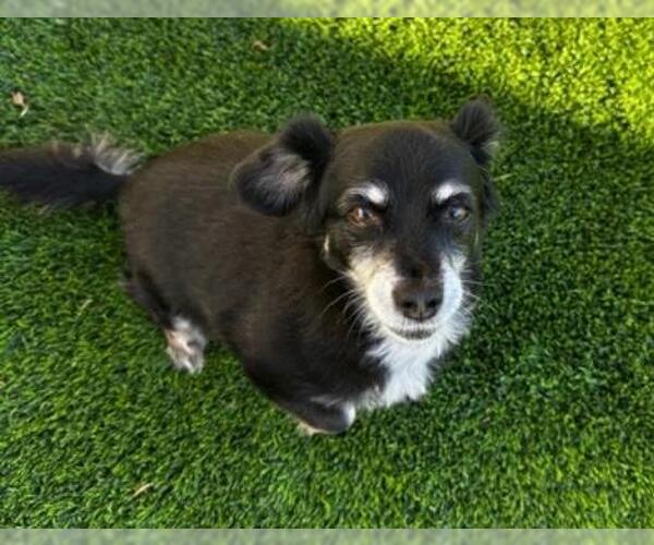 Medium Photo #2 Wapoo Puppy For Sale in Los Angeles, CA, USA