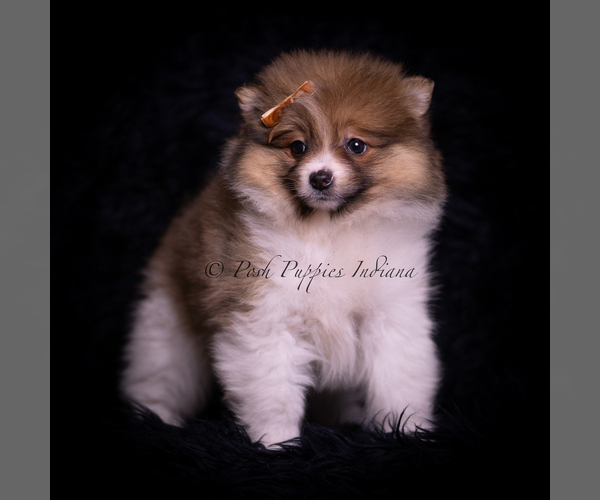 Medium Photo #4 Pomeranian Puppy For Sale in WARSAW, IN, USA