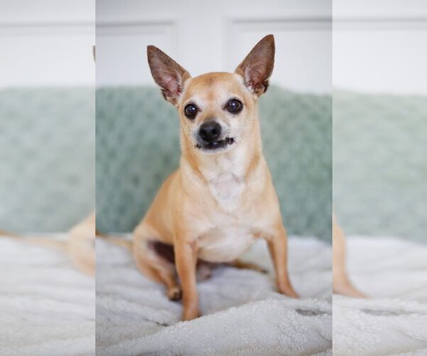 Medium Photo #7 Chihuahua-Unknown Mix Puppy For Sale in Greenville, SC, USA