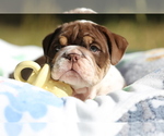Small Photo #9 Bulldog Puppy For Sale in MONUMENT, CO, USA