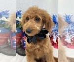 Small Photo #3 Goldendoodle (Miniature) Puppy For Sale in BULLARD, TX, USA