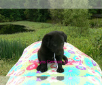Small Photo #6 German Shepherd Dog Puppy For Sale in PIEDMONT, MO, USA