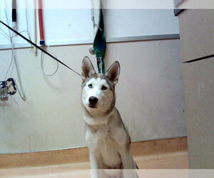 Siberian Husky-Unknown Mix Dogs for adoption in Martinez, CA, USA