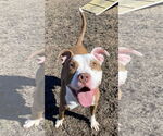 Small #5 American Pit Bull Terrier Mix