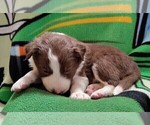 Small Photo #231 Border Collie Puppy For Sale in NORBORNE, MO, USA