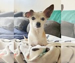 Small #3 Chihuahua Mix