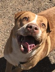 Boxer-Chinese Shar-Pei Mix Dogs for adoption in PHOENIX, AZ, USA