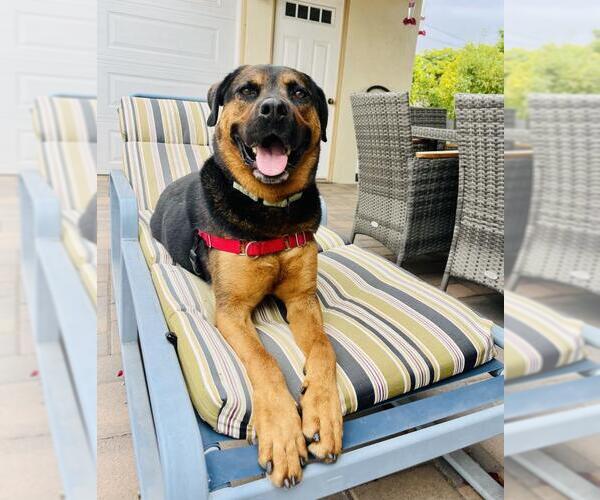 Medium Photo #7 Rottweiler-Unknown Mix Puppy For Sale in Santa Barbara, CA, USA