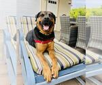 Small #6 Rottweiler Mix
