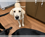 Small Labrador Retriever