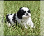 Small #3 Shih Tzu