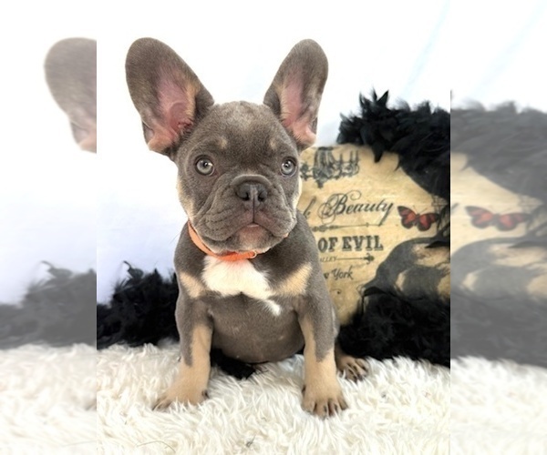 Medium Photo #3 French Bulldog Puppy For Sale in LAKE CITY, FL, USA