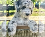 Small #5 Aussiedoodle