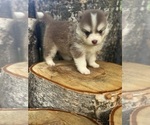 Small #2 Pomsky