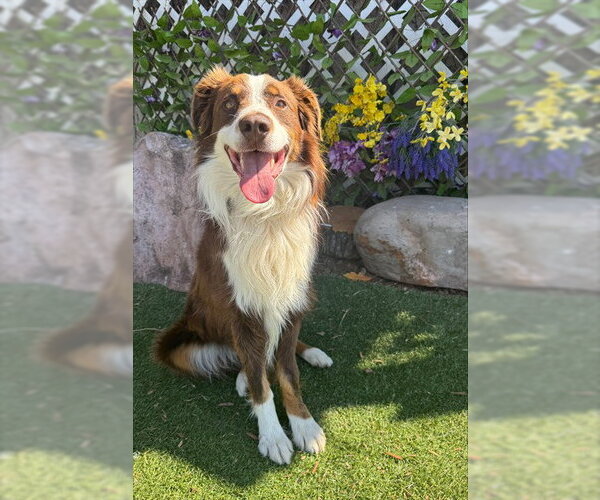 Medium Photo #1 Australian Shepherd-Unknown Mix Puppy For Sale in Oklahoma City, OK, USA