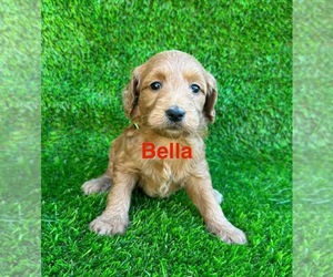 Goldendoodle (Miniature) Puppy for sale in CHULA VISTA, CA, USA