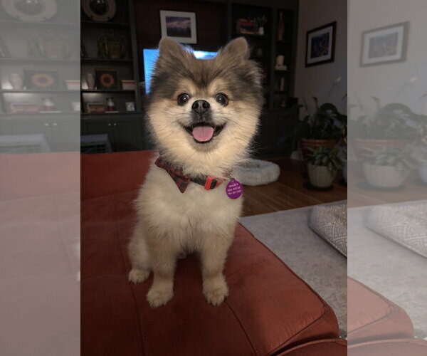 Medium Photo #5 Pomeranian Puppy For Sale in Arlington, VA, USA