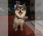 Small #4 Pomeranian