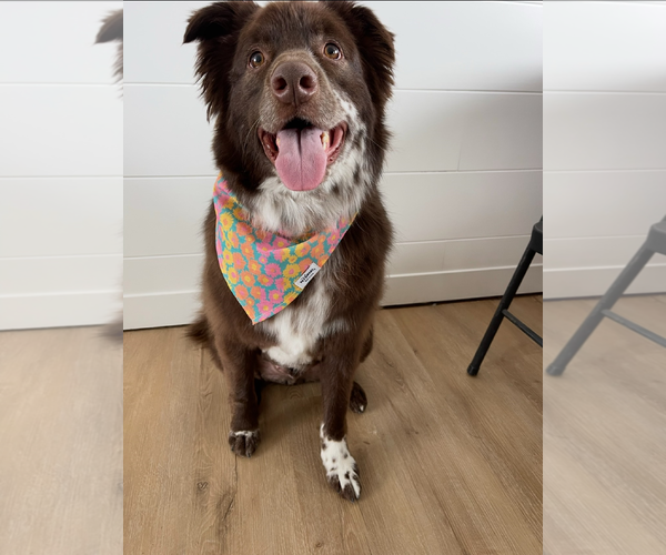 Medium Photo #7 Mutt Puppy For Sale in Sandy, UT, USA