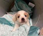 Small #3 Cavachon-Shih Tzu Mix