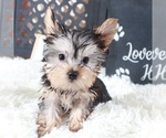 Small #2 Yorkshire Terrier