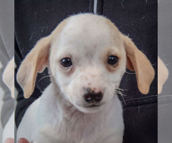 Medium Photo #7 Chiweenie Puppy For Sale in Huntley, IL, USA