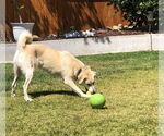 Small #6 Labrador Retriever Mix