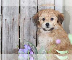 Yorkshire Terrier Puppy for sale in MOUNT VERNON, OH, USA