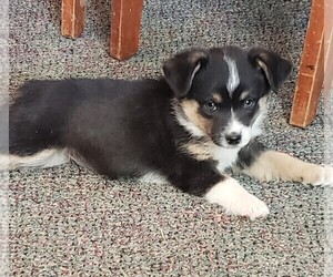 Aussie-Corgi Puppy for sale in BRIGGSDALE, CO, USA