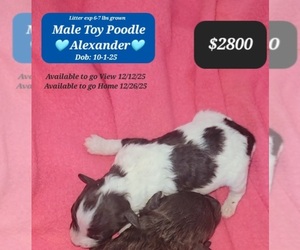 Poodle (Toy) Puppy for sale in TUCSON, AZ, USA