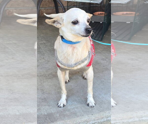 Medium Photo #2 Chihuahua Puppy For Sale in Alexander, AR, USA