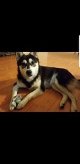 Alaskan Klee Kai Puppy for sale in LAKESIDE, CA, USA