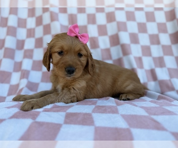 Medium Photo #9 Golden Retriever Puppy For Sale in LAKELAND, FL, USA