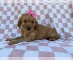 Small #8 Golden Retriever