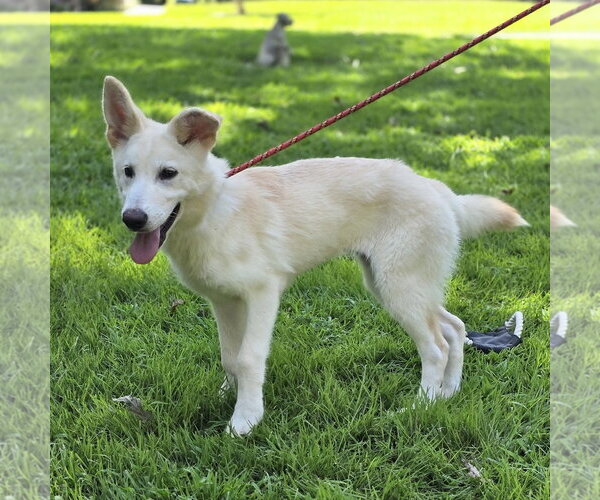 Medium Photo #2 Mutt Puppy For Sale in Yardley, PA, USA